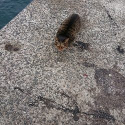 ネコがイカ食ったら腰抜かすってホンマ?