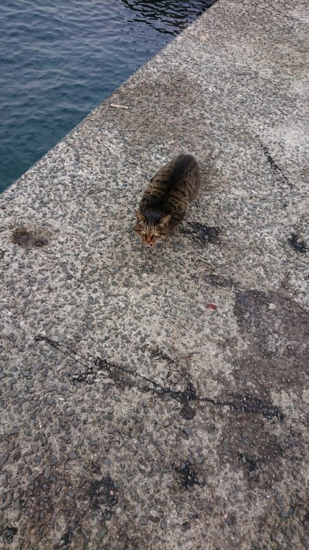 ネコがイカ食ったら腰抜かすってホンマ?