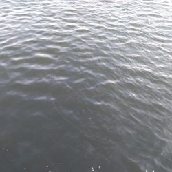 場所移動でタチウオ