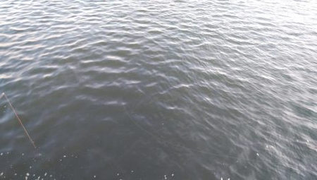 場所移動でタチウオ