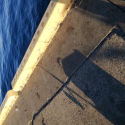 今日もサクッとアジング