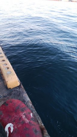 タチウオやっとピーク到来