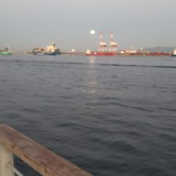 タチウオ&サゴシ