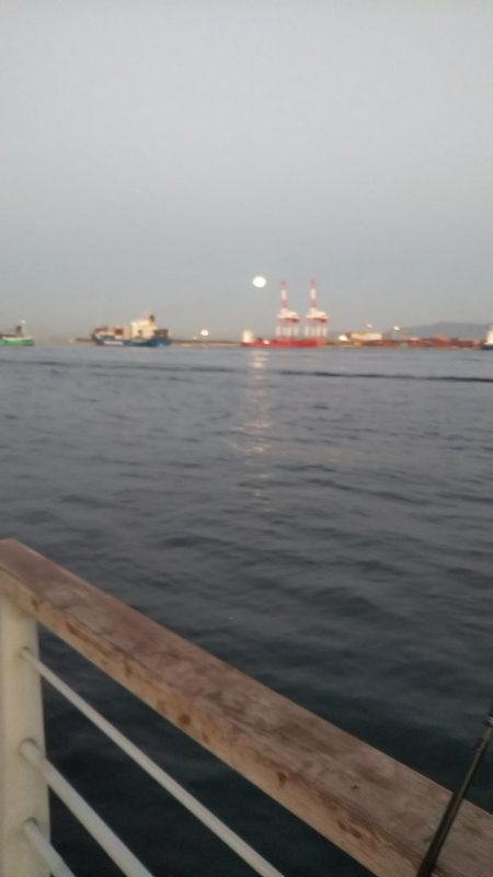 タチウオ&サゴシ