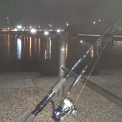 ぶらシーバス！！