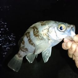 ガシラはナイスサイズ！