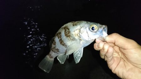 ガシラはナイスサイズ！