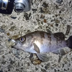 念願のメバリング!