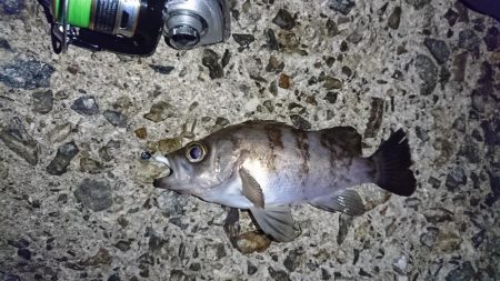 念願のメバリング!