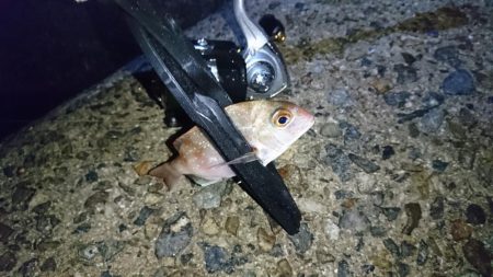 チャリコ地獄でもナイスガッシー！