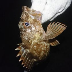 もはやガシリング。