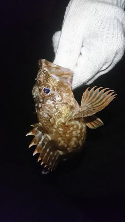 もはやガシリング。