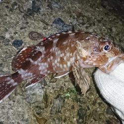 渋い！何とか一匹！