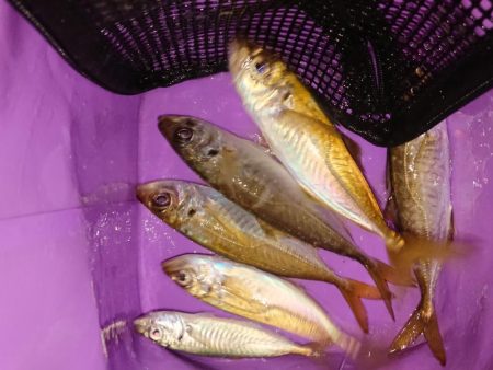 ショートアジング