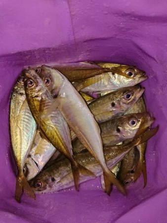 ショートアジング2