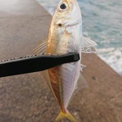 ショートアジング3