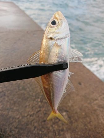 ショートアジング3