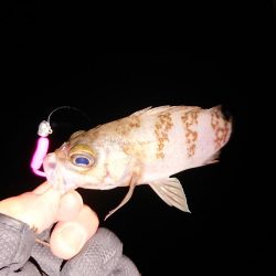 地合いに入れ食い