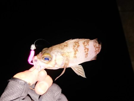 地合いに入れ食い