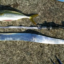 渋い中でハマチ、タチウオ