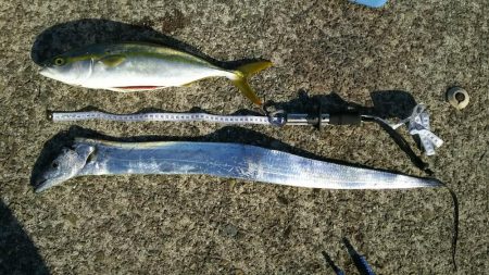 渋い中でハマチ、タチウオ