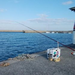 久々の淡路へ落ちギス調査