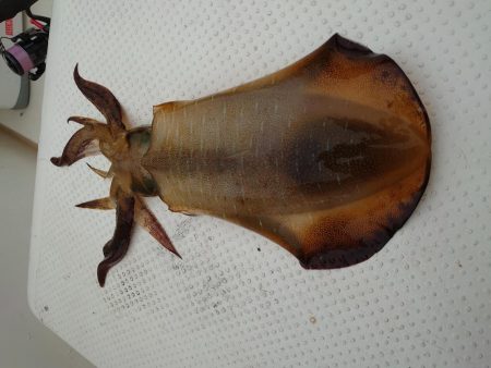 ボートエギング３