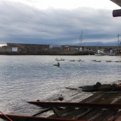 シーズン初のカレイが釣れました