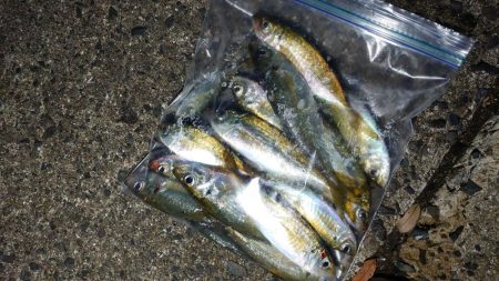 イカは諦めアジを釣る！