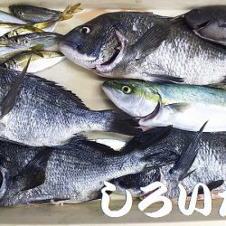 短時間で、良く釣れました。