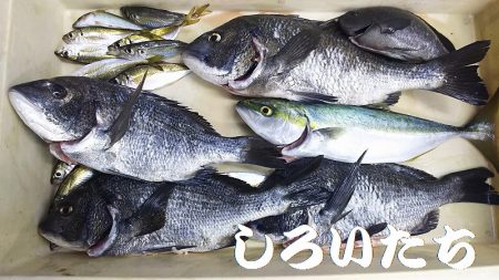 短時間で、良く釣れました。