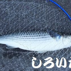 昨日の復習。チヌ釣りのはずが見えるサヨリを釣ってたら・・・