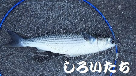 昨日の復習。チヌ釣りのはずが見えるサヨリを釣ってたら・・・