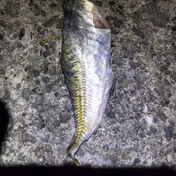 今週も２２時からでタチウオ１４匹でした。