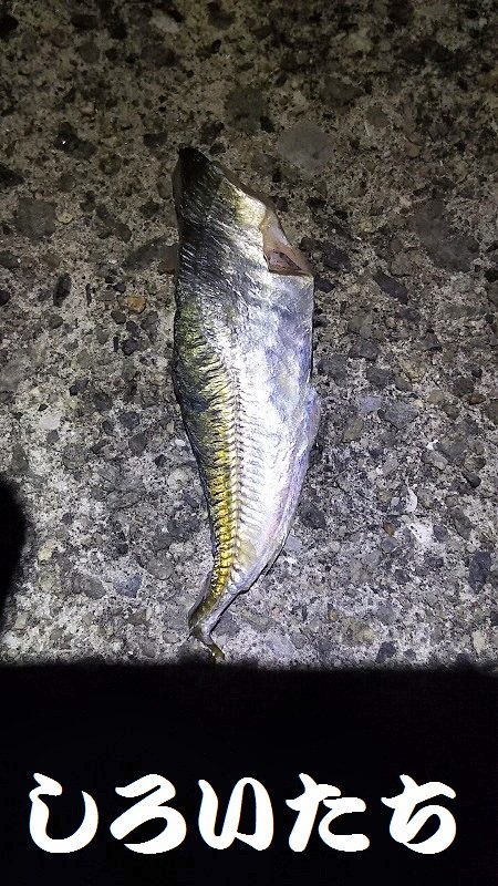 今週も２２時からでタチウオ１４匹でした。