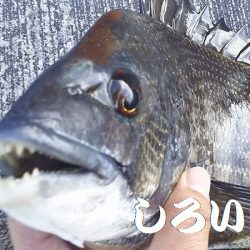 今日も、チヌの顔を見れました。風強かったけど