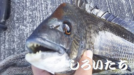 今日も、チヌの顔を見れました。風強かったけど