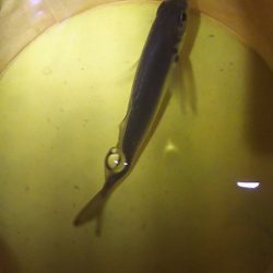 タチウオいない？アジ釣りに変更。