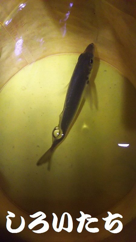 タチウオいない？アジ釣りに変更。