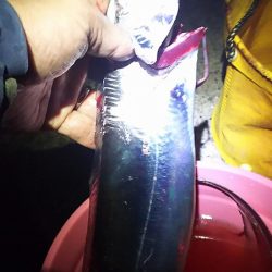 妻と久しぶりのタチウオ釣り、今年はデカイの多い。