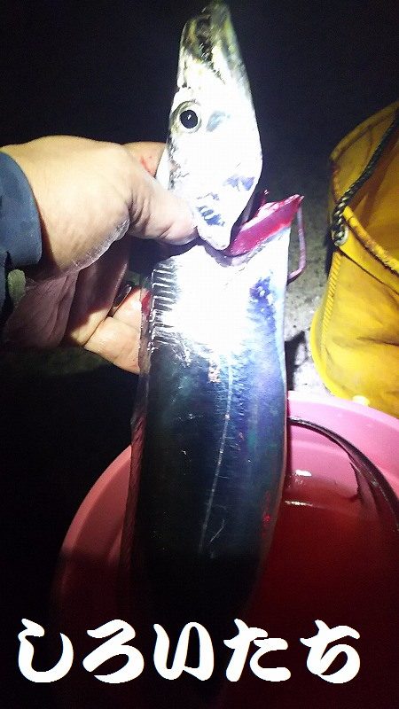 妻と久しぶりのタチウオ釣り、今年はデカイの多い。