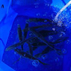 アコウ、カワハギ、エソ、アジ多数、エギングは不発