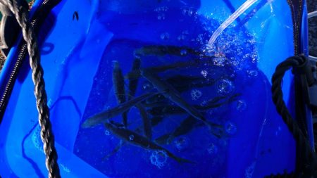 アコウ、カワハギ、エソ、アジ多数、エギングは不発