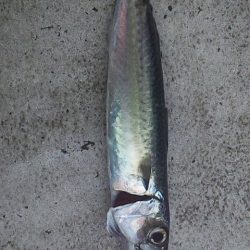 ライトジギングで初釣果