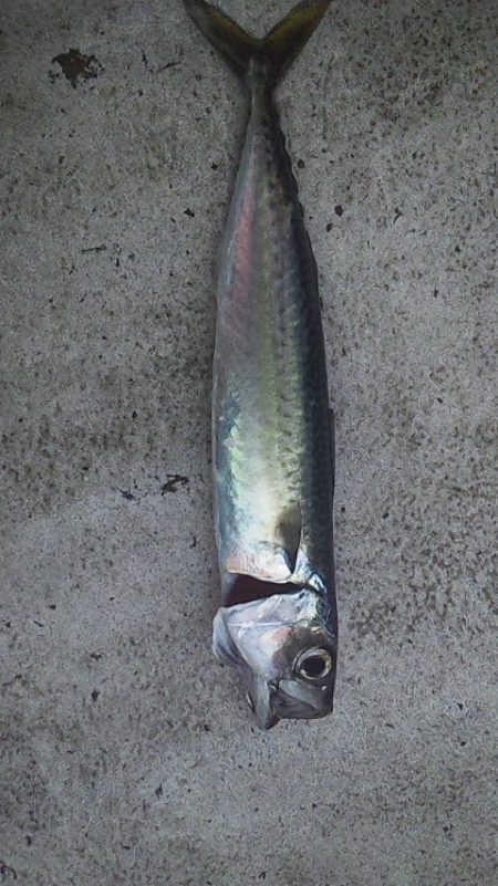 ライトジギングで初釣果