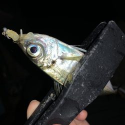 アーバンサイドアジング