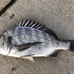 イチノ兄弟、釣果！