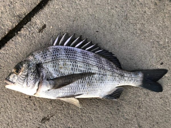 イチノ兄弟、釣果！