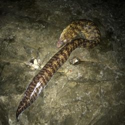 秋イカ渋、ウツボ太刀魚猛攻(⌒-⌒; )