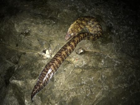 秋イカ渋、ウツボ太刀魚猛攻(⌒-⌒; )